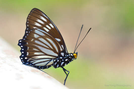 Imagem de Euripus nyctelius Doubleday 1845