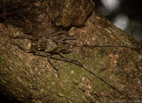 Image of Acalolepta antenor (Newman 1842)