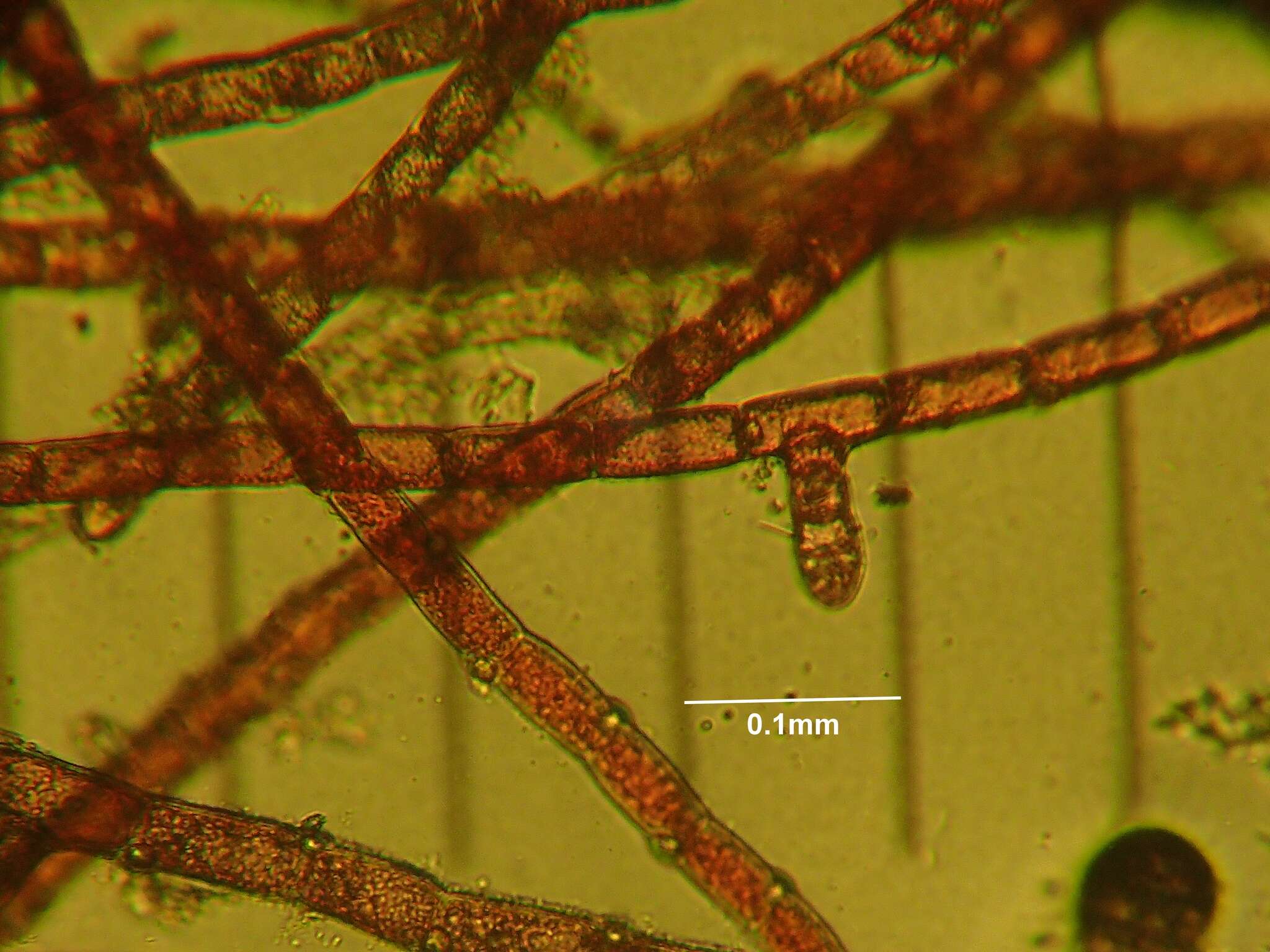 Image of Red algae