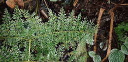 Image de Athyrium ferulaceum (T. Moore ex Hook.) H. Christ