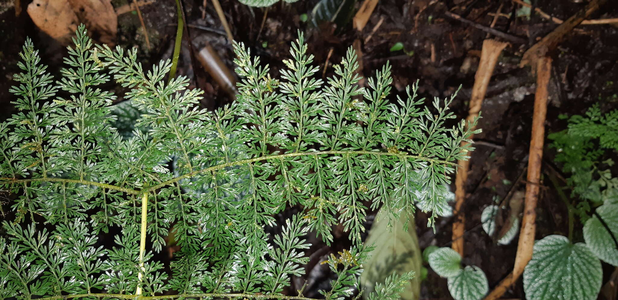 Image de Athyrium ferulaceum (T. Moore ex Hook.) H. Christ