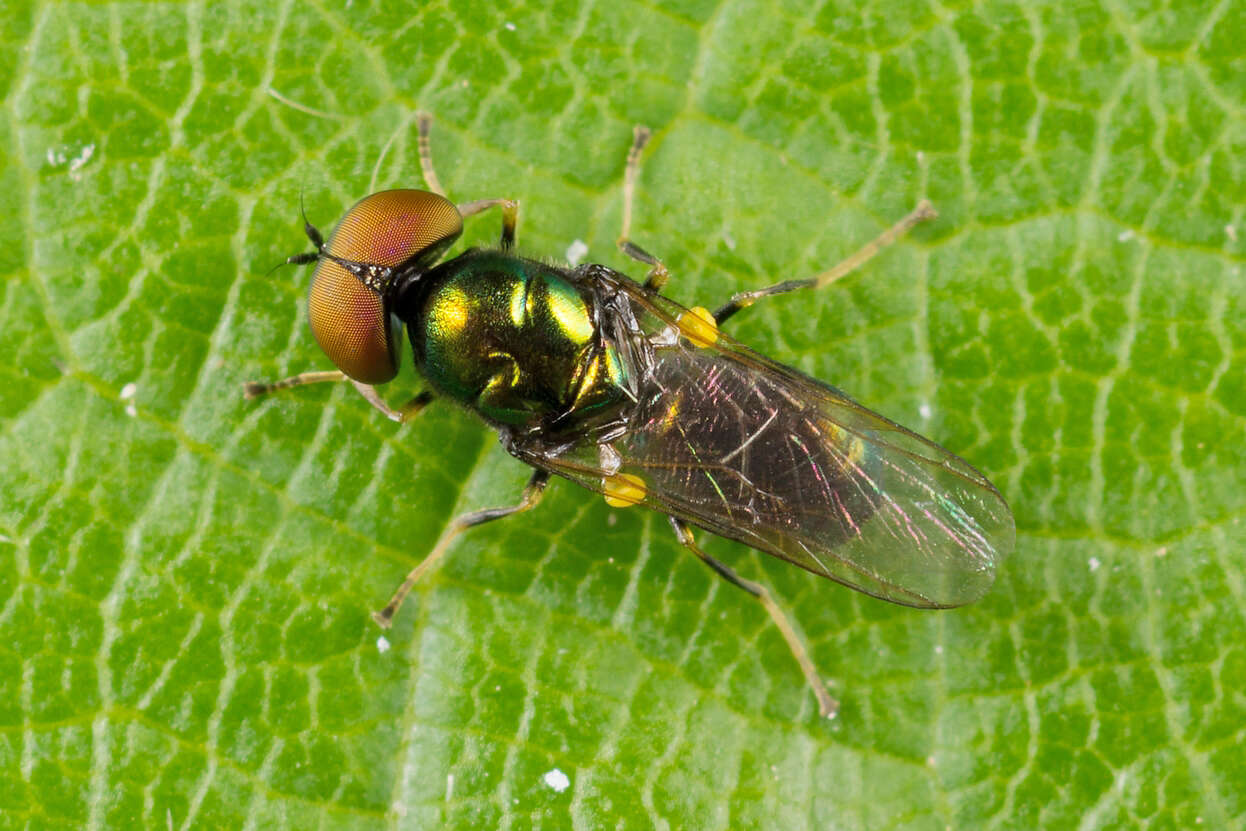 Image of Soldier fly