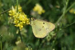 Image of Eastern Pale Clouded Yellow