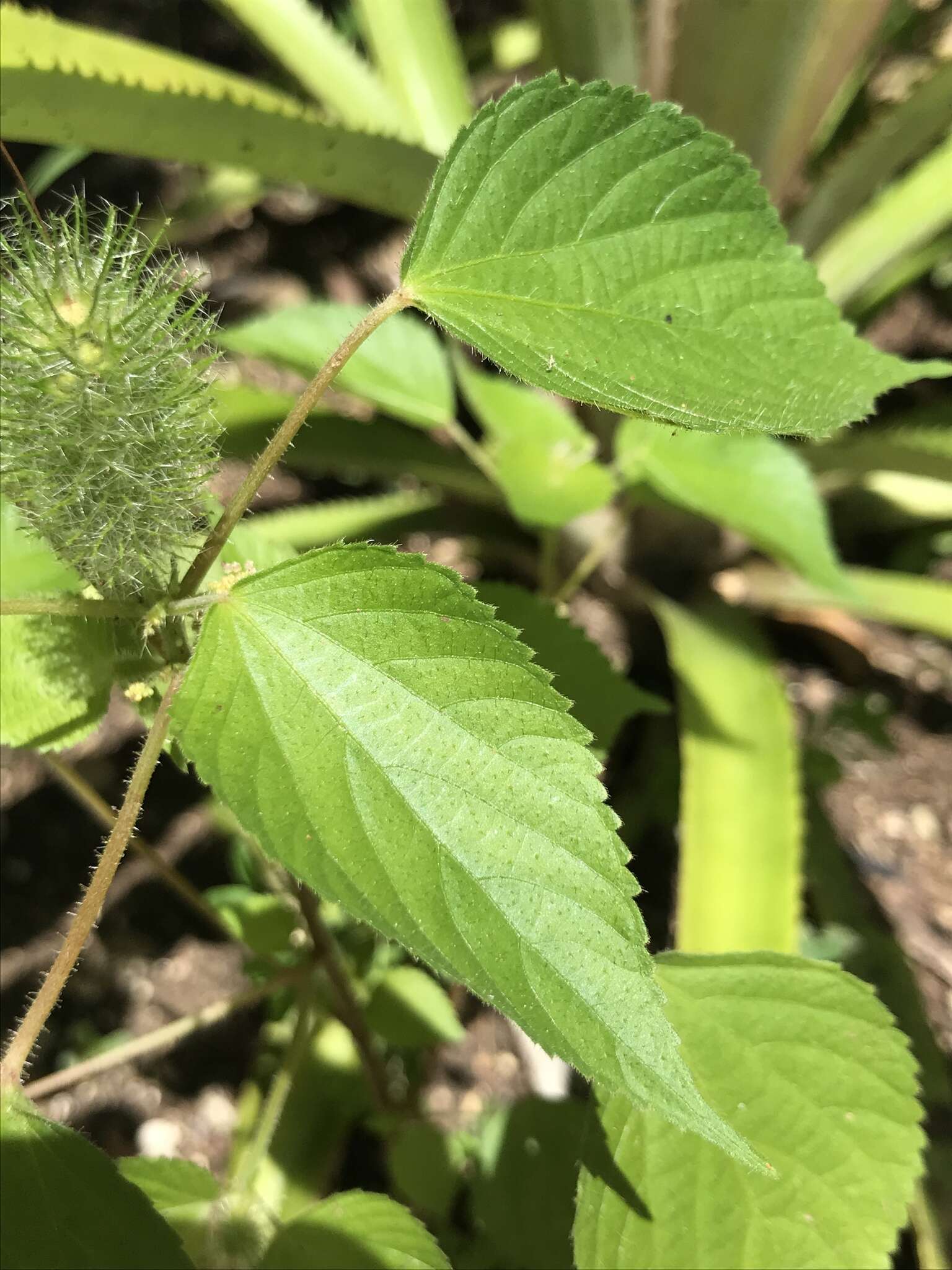 Image de Acalypha alopecuroidea Jacq.