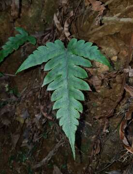 Image of Woodwardia japonica (L. fil.) Sm.