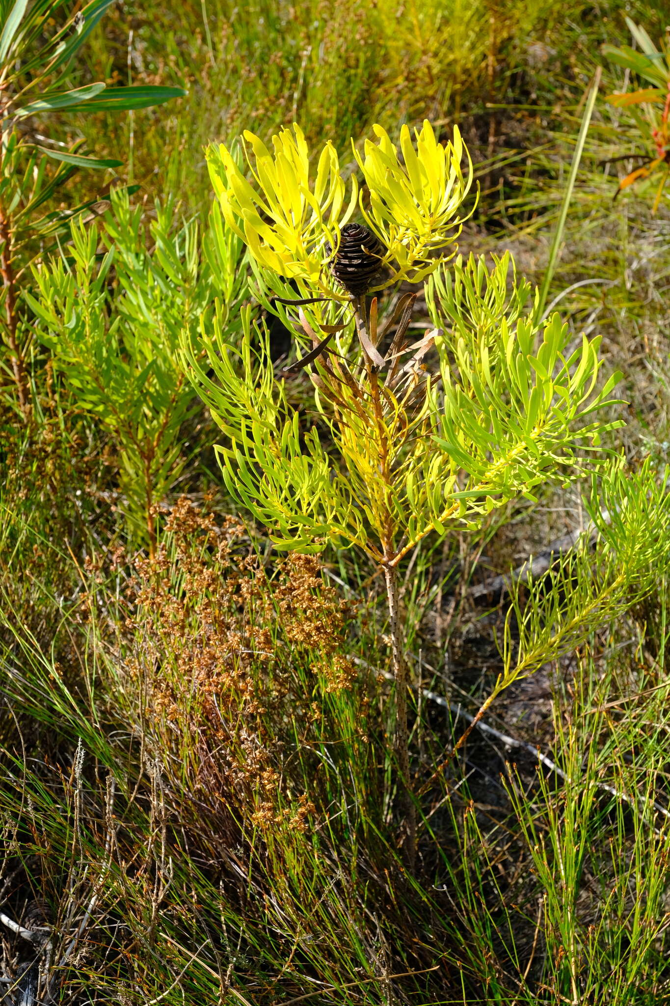 Image of Leucadendron platyspermum R. Br.