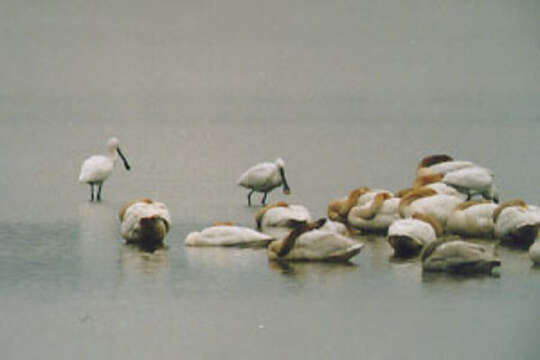 Plancia ëd Platalea leucorodia Linnaeus 1758