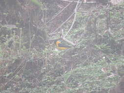 Image of Collared Grosbeak