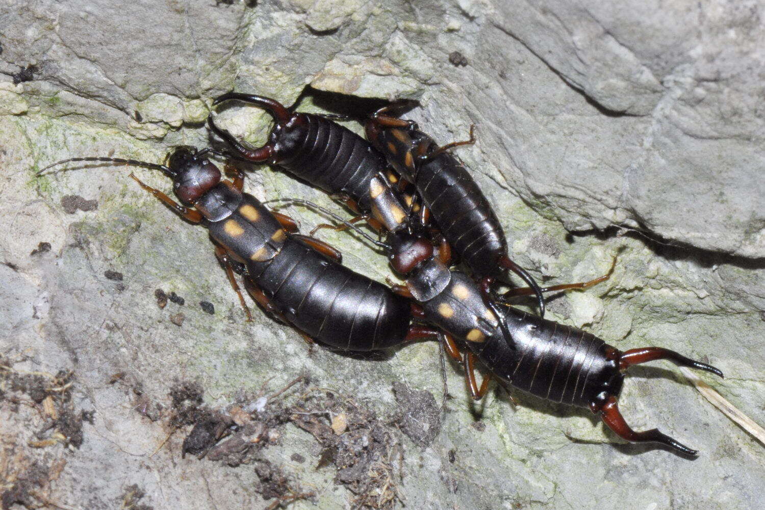 Image of Two-spotted Earwig