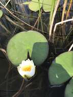 Image de Nymphaea tetragona Georgi