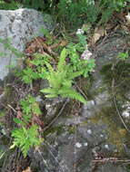 Image of Woodsia subcordata Turcz.