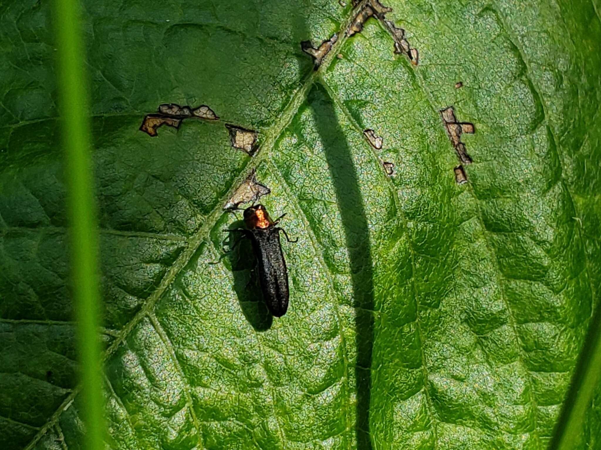 Imagem de Agrilus ruficollis (Fabricius 1787)