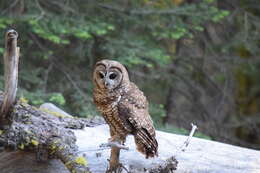 Image of California Spotted Owl