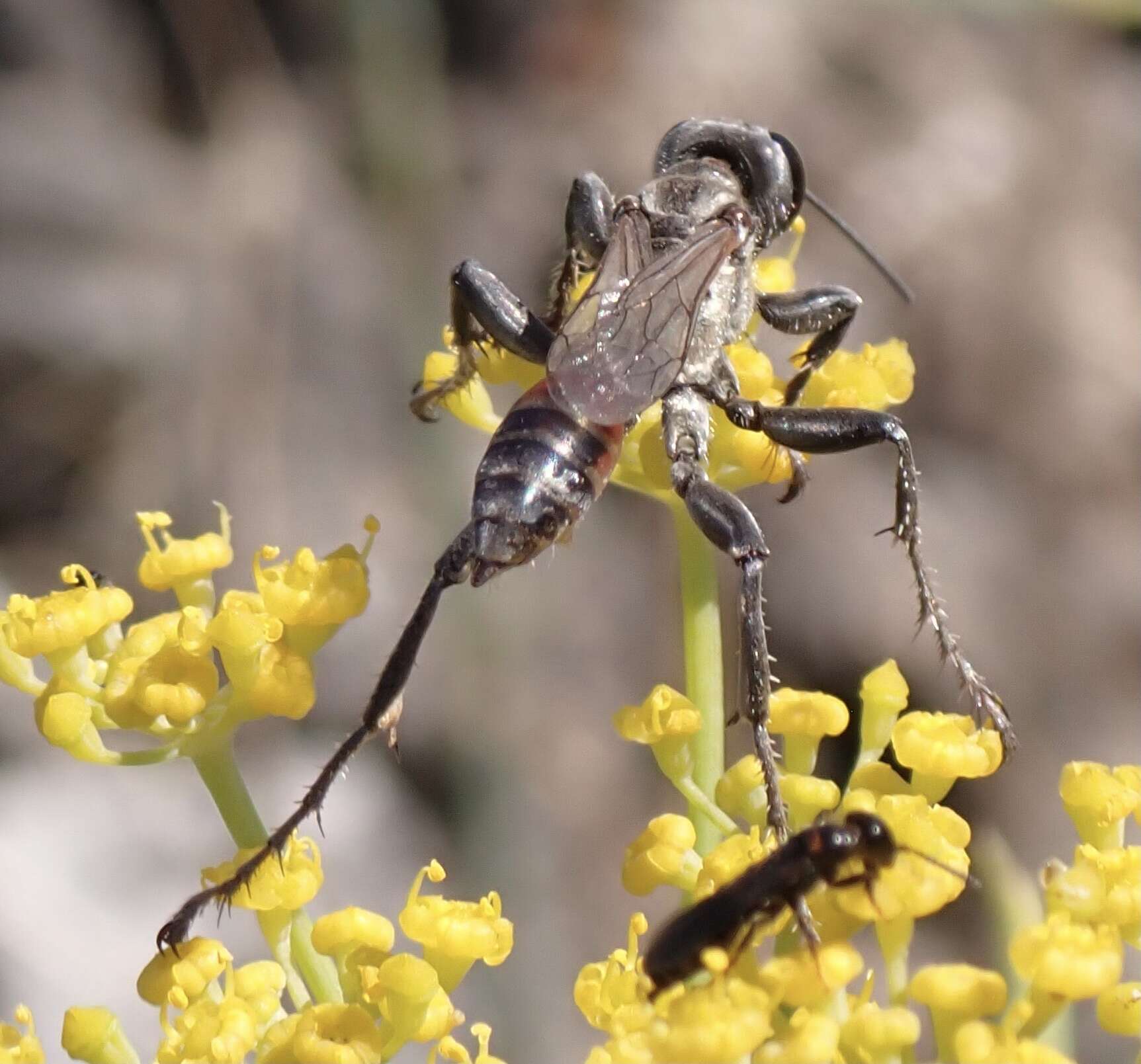 Image of Prionyx lividocinctus (A. Costa 1861)