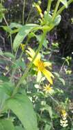 Image of starry rosinweed