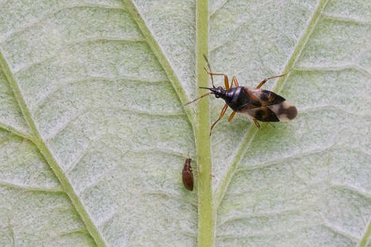 Image of Common flowerbug