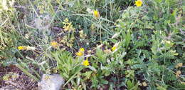 Image de Catananche lutea L.