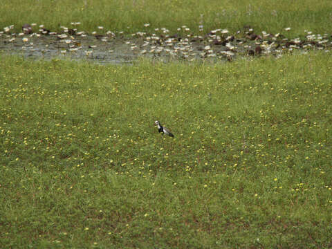 Image of Long-toed Lapwing