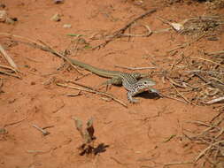 Image of Aspidoscelis tesselatus (Say 1822)