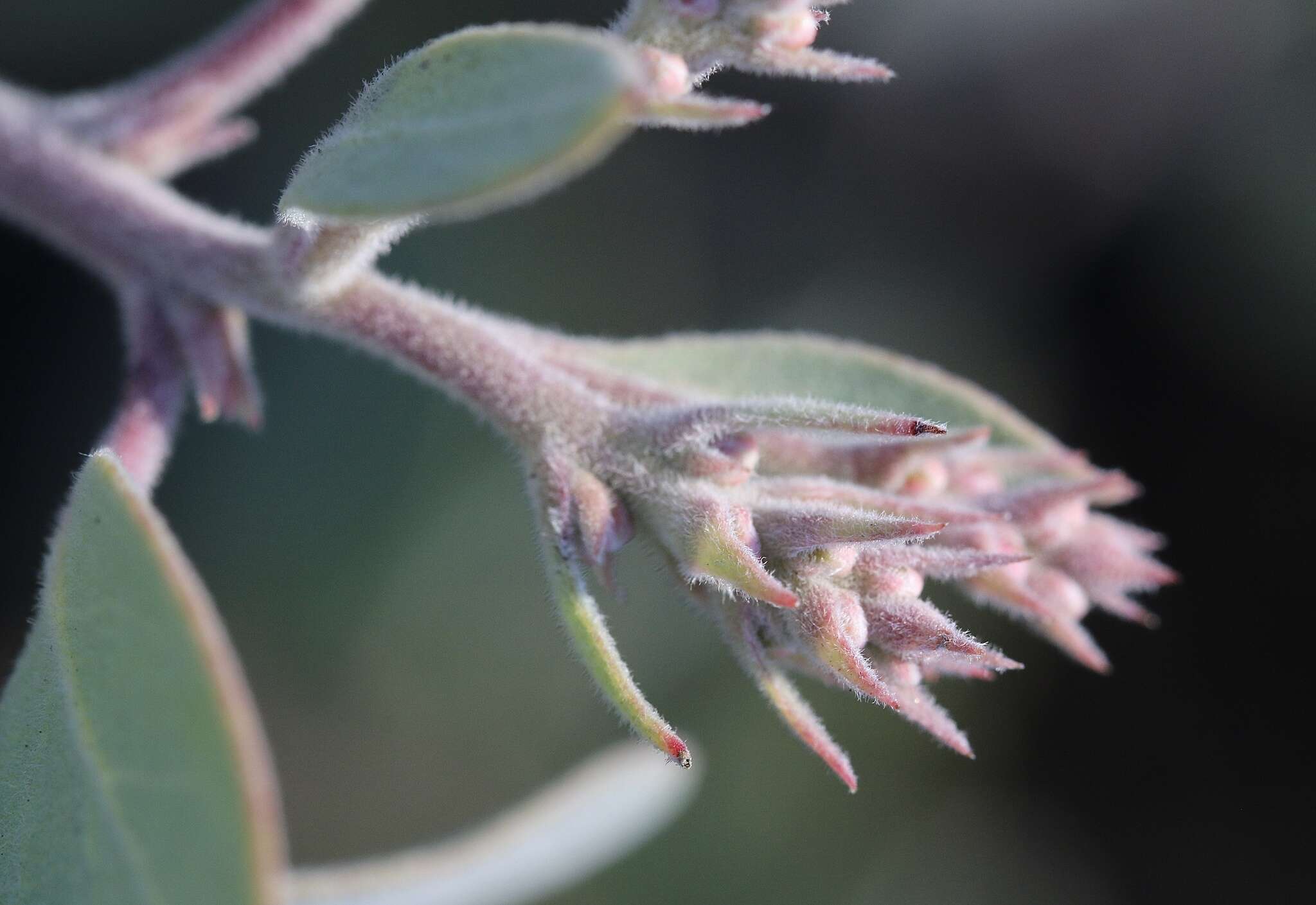 Image of Mallory's manzanita