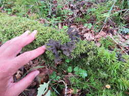 Image of spotted felt lichen