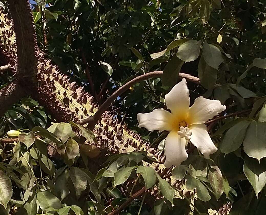 Image of Ceiba chodatii (Hassl.) P. Ravenna