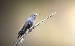 Image of Blue-mantled Thornbill