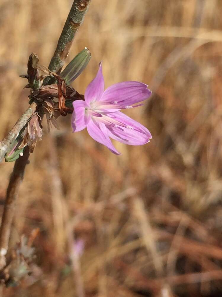 صورة Stephanomeria virgata subsp. pleurocarpa (Greene) Gottlieb