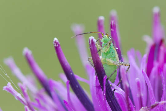 Image of Oncotylus viridiflavus (Goeze 1778)