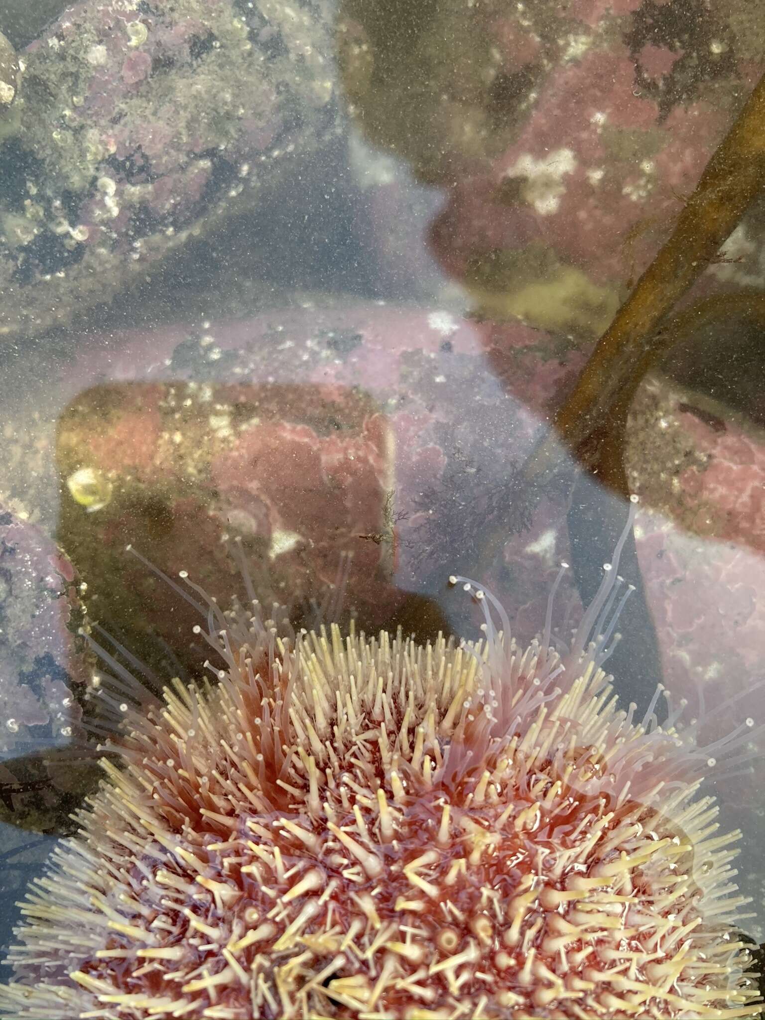 Image of Edible sea urchin