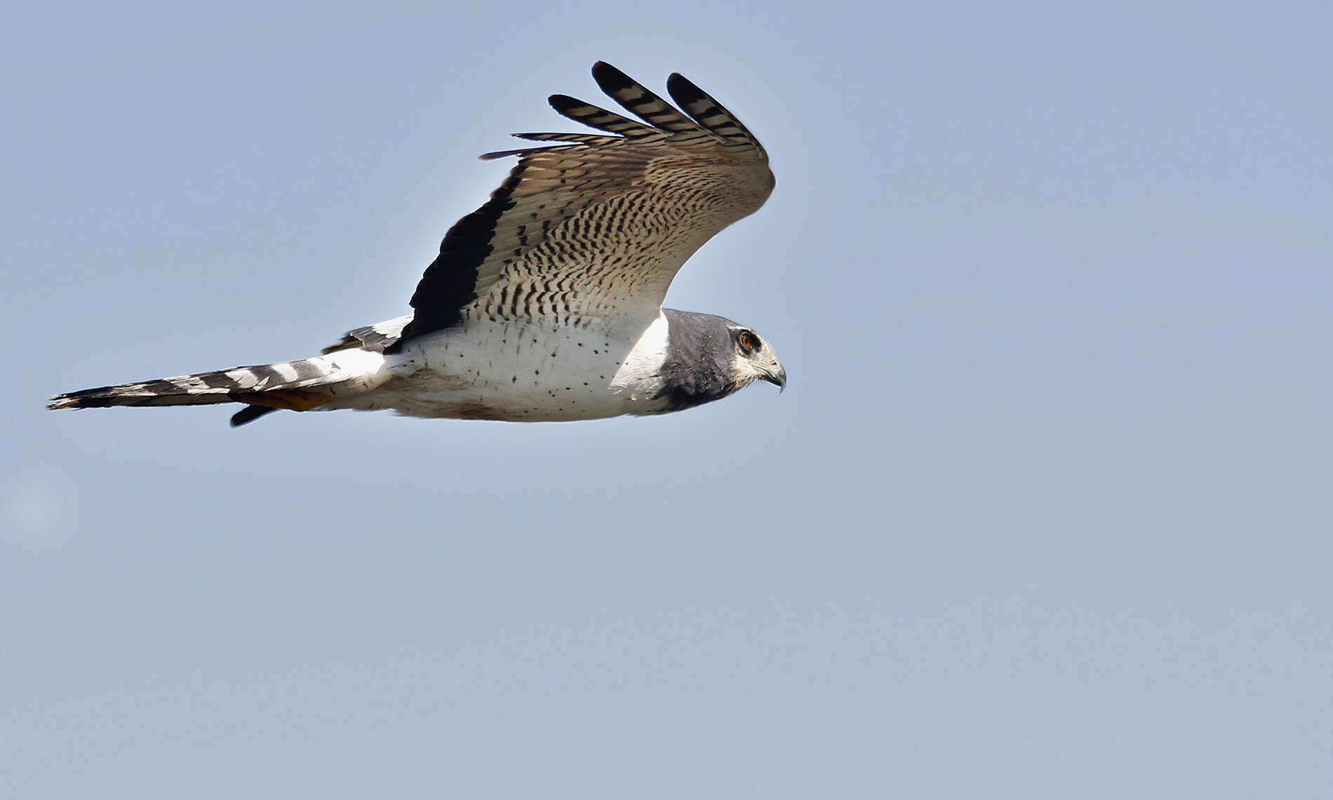 Image of Long-winged Harrier