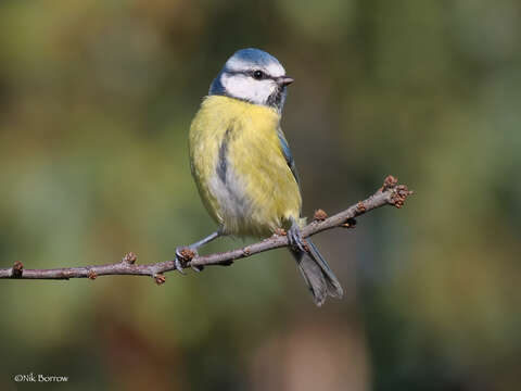 Слика од Cyanistes caeruleus obscurus (Pražák 1894)