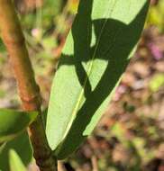 Image of anisescented goldenrod