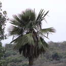 Image of Carana palm