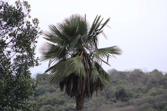 Image of Carana palm