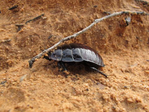 Geoscapheus robustus Tepper 1893 resmi