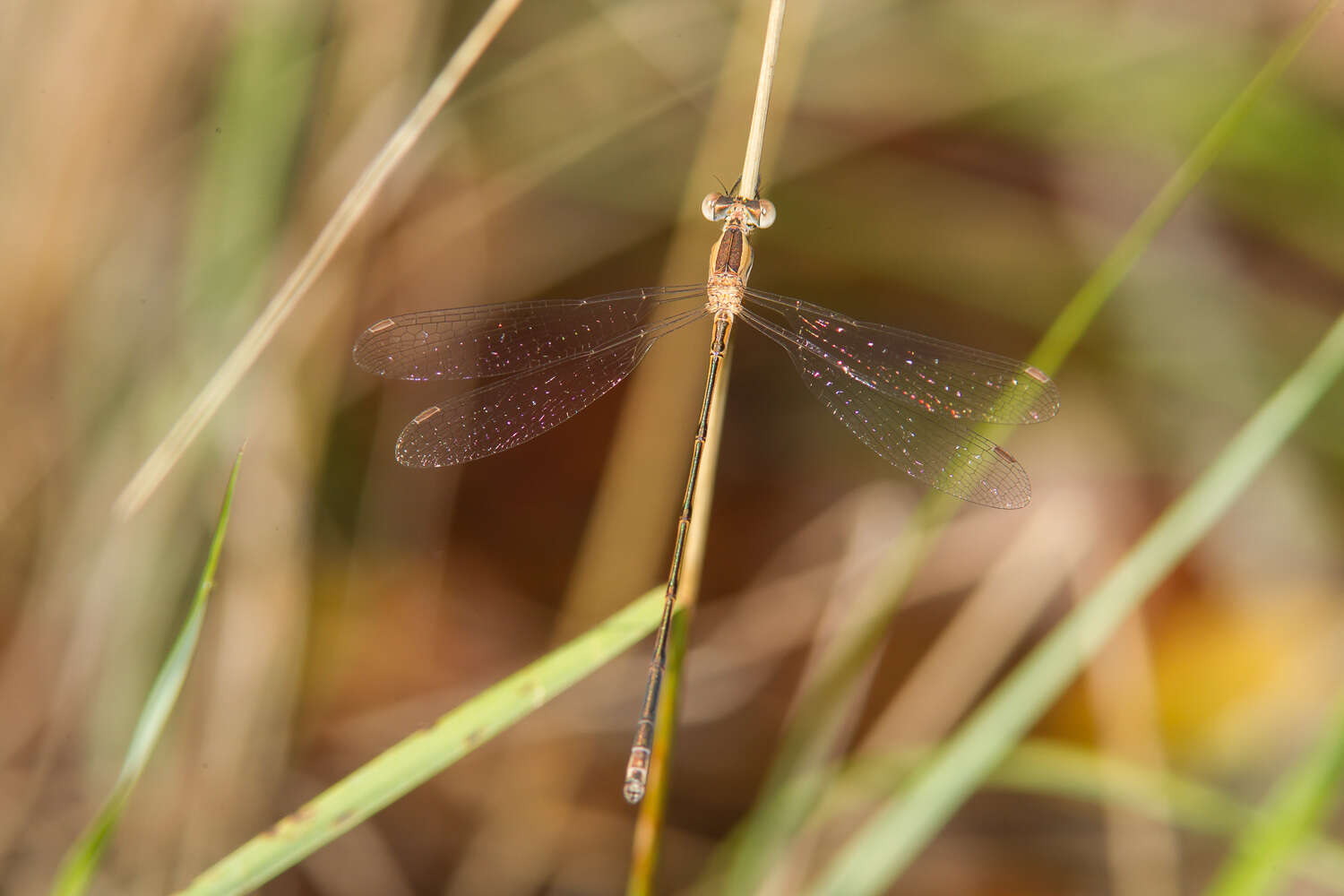 Image of Plateau Spreadwing