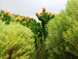 Image of Silveredge Pincushion