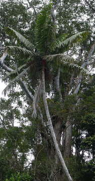 Image of Dypsis lastelliana (Baill.) Beentje & J. Dransf.