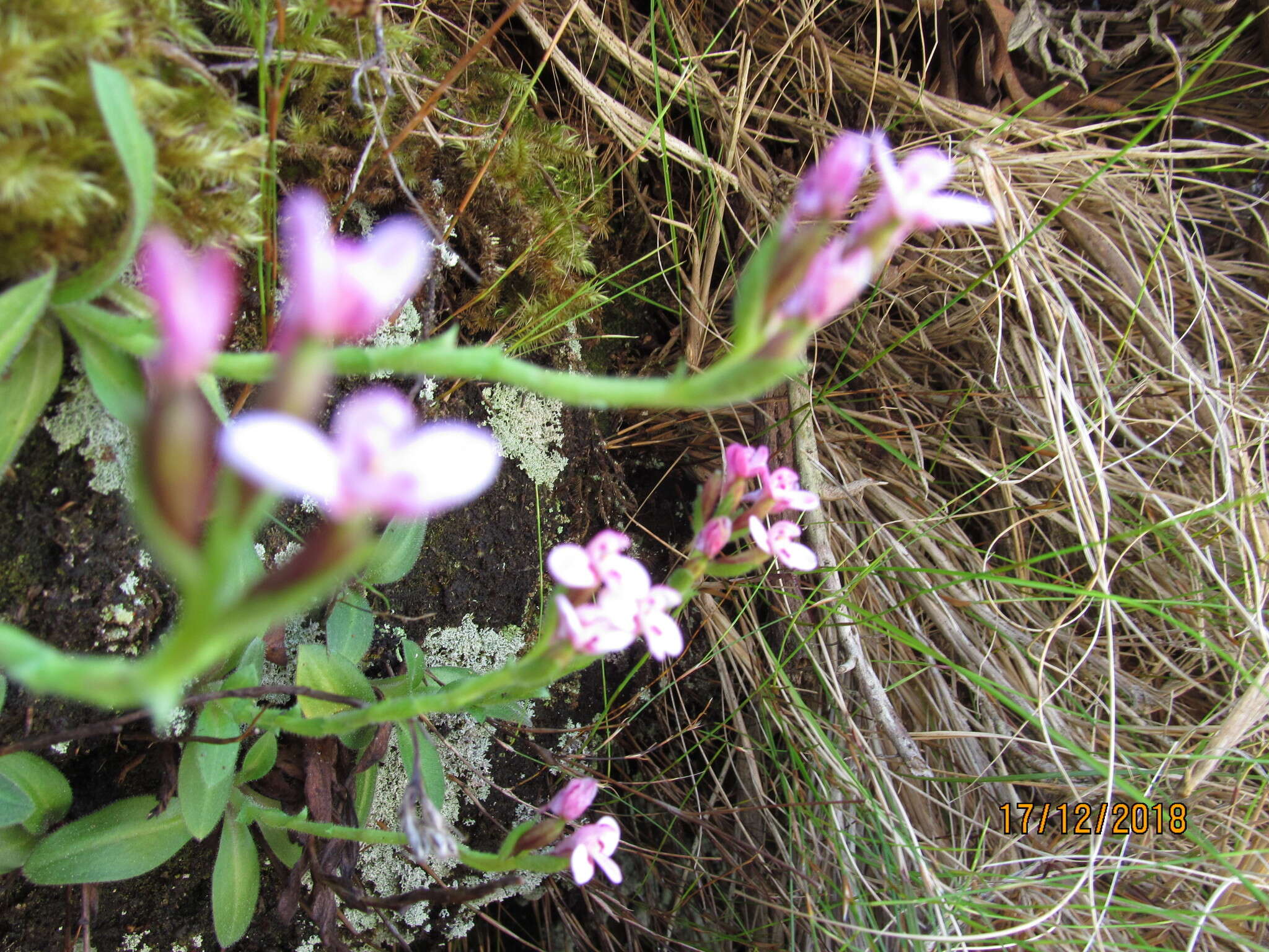 Disa glandulosa Burch. ex Lindl. resmi