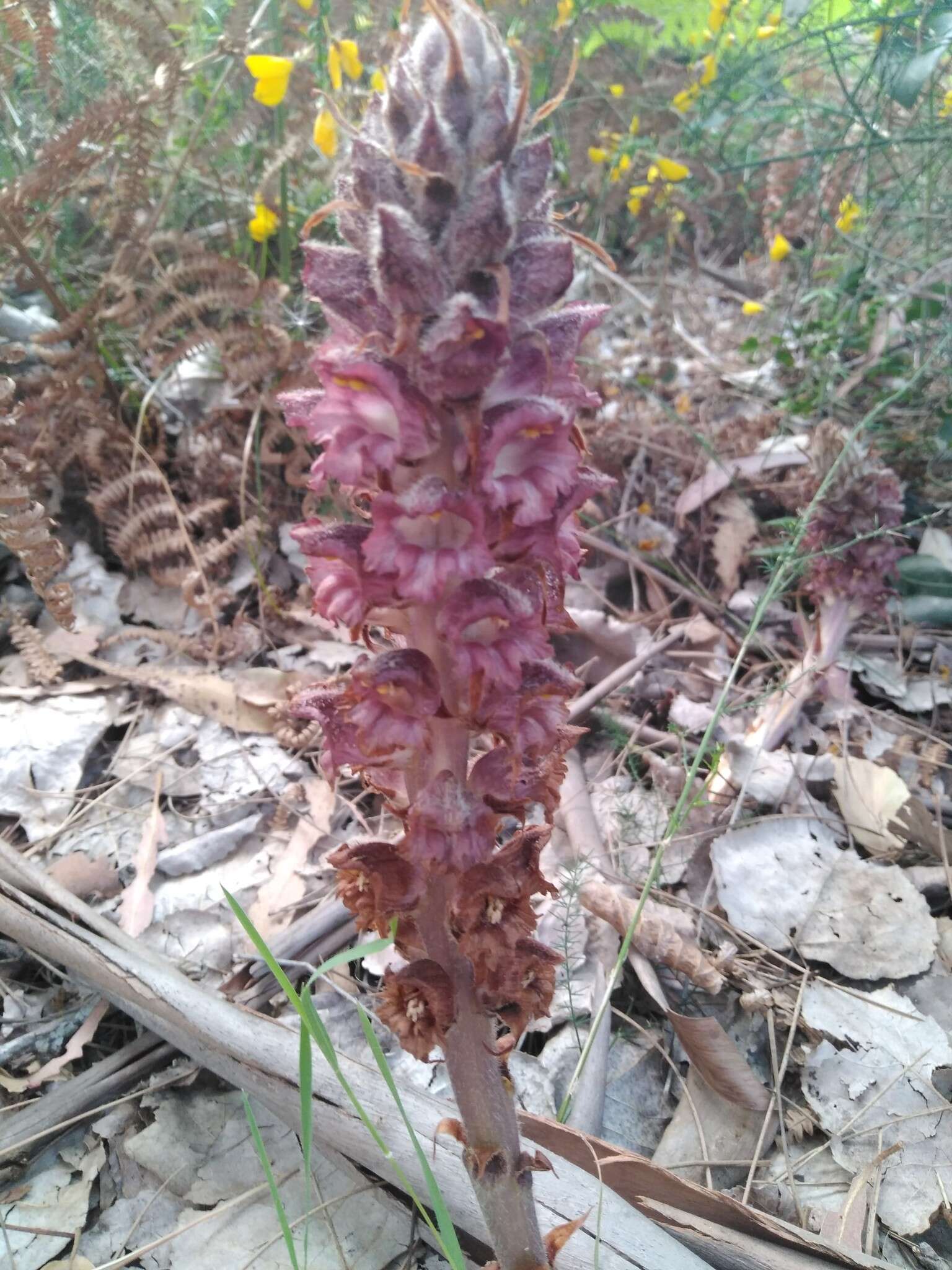 Image of greater broomrape