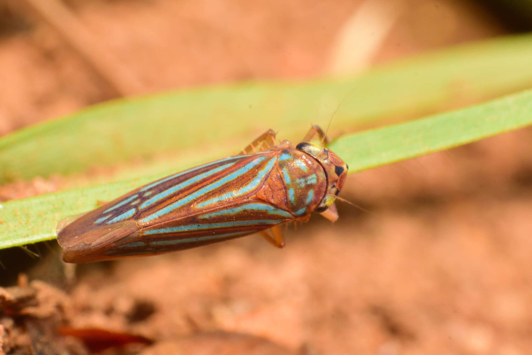 Image of Chlorogonalia losoplanensis (Schroder 1959)