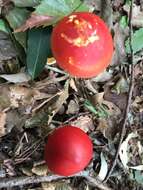 Image of Amanita hemibapha (Berk. & Broome) Sacc. 1887