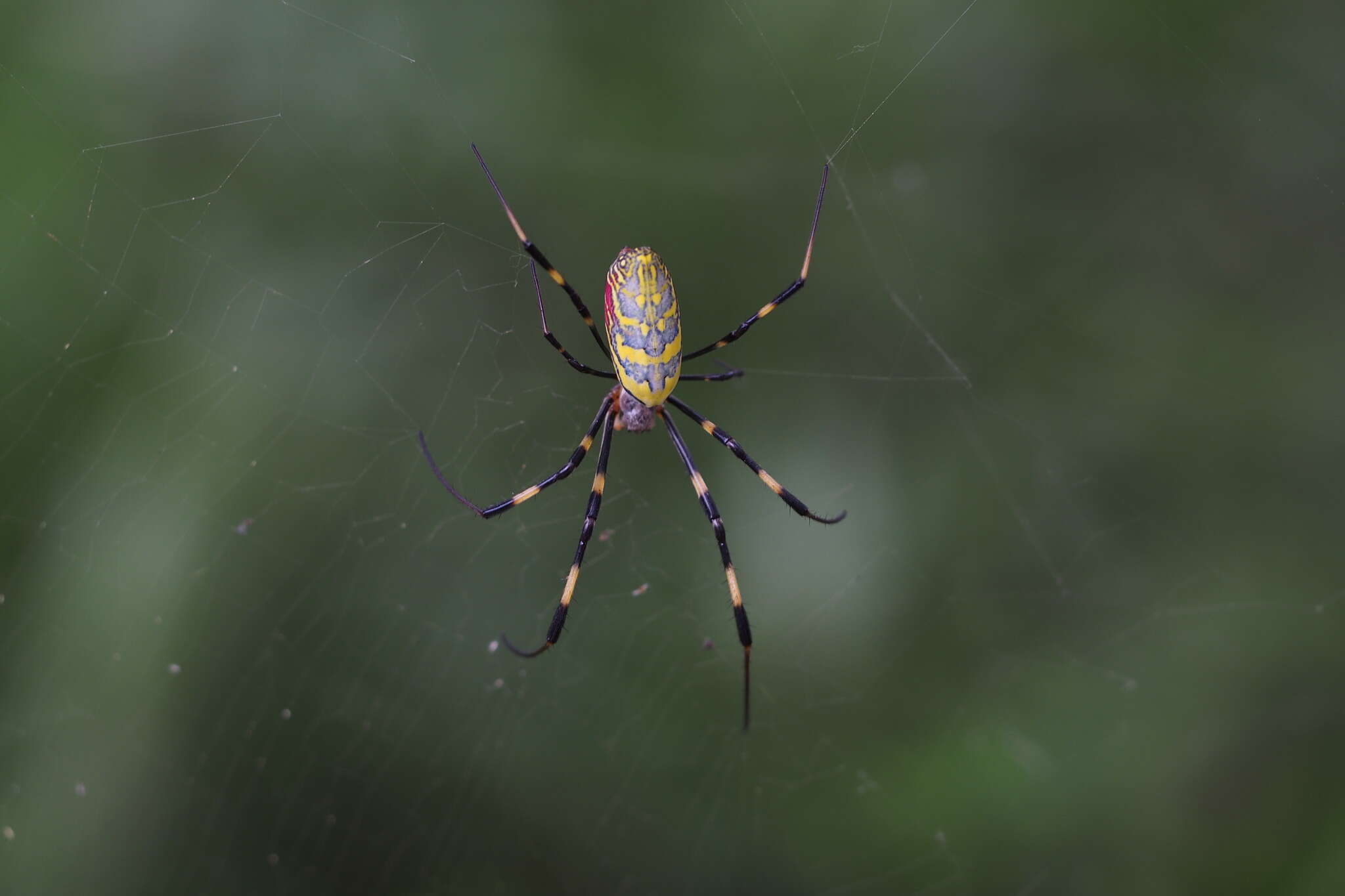 صورة Trichonephila clavata (L. Koch 1878)