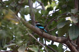 Image of Blue-breasted Kingfisher