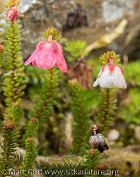 Imagem de Harrimanella stelleriana (Pall.) Coville