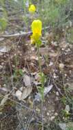 Image of Linaria hirta (L.) Moench