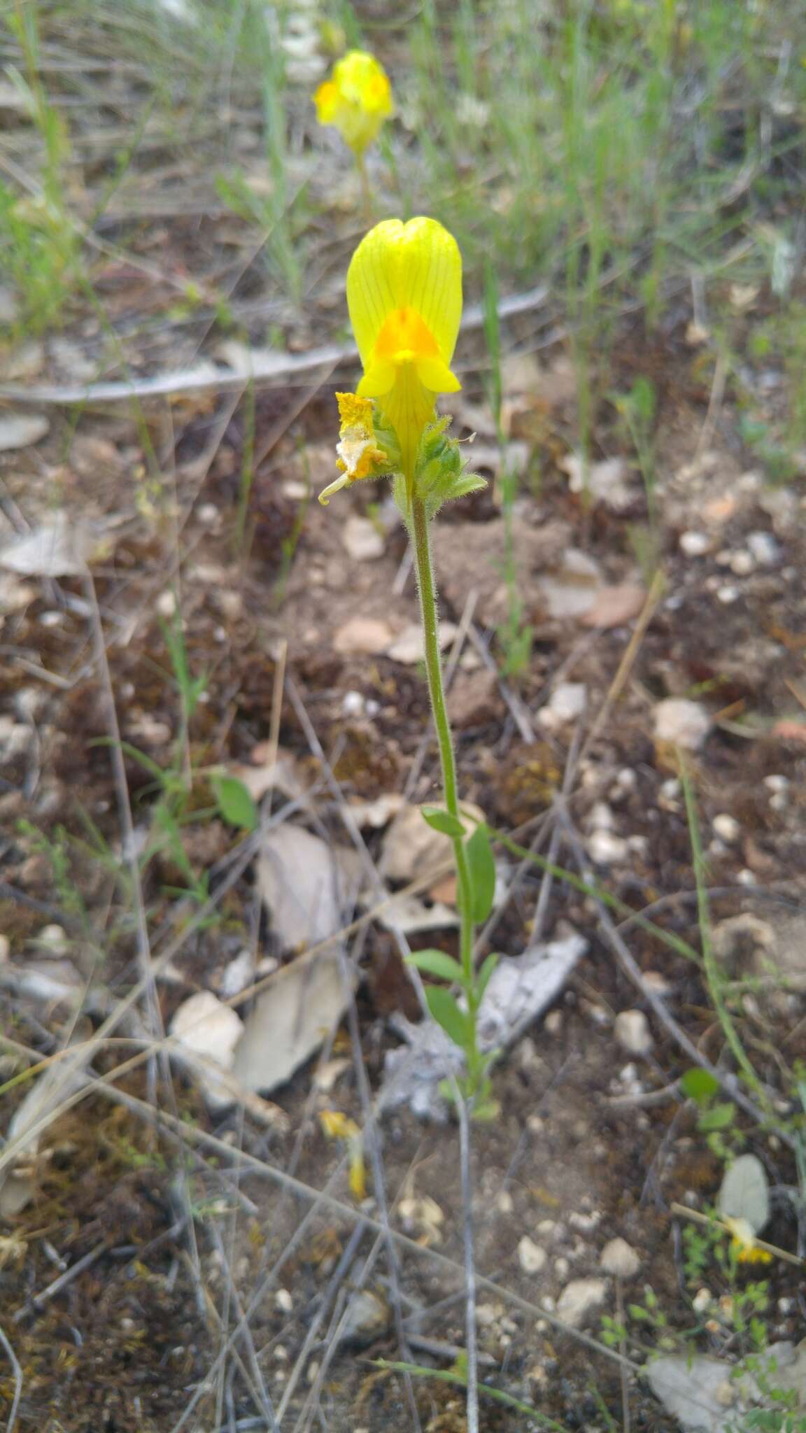 Image of Linaria hirta (L.) Moench