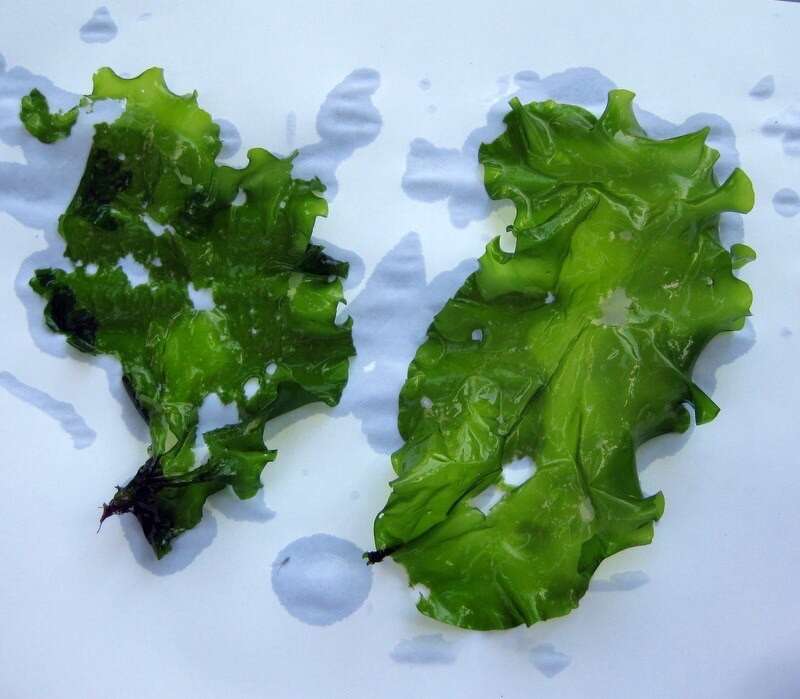 Image of Sea lettuce