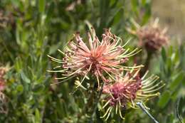 Plancia ëd Leucospermum tottum (L.) R. Br.